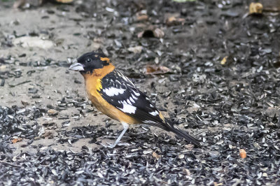 Black-headed Grossbeak