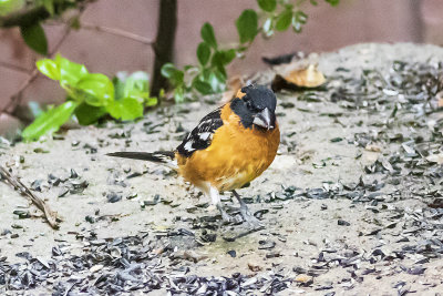 Black-headed Grossbeak