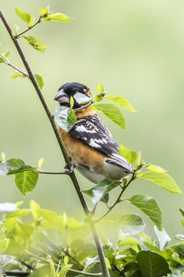 Black-headed Grossbeak