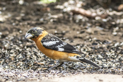 Black-headed Grossbeak