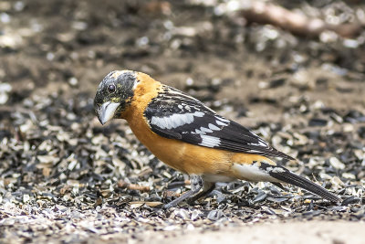 Black-headed Grossbeak