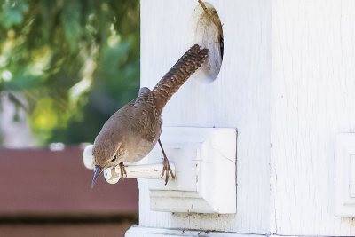 House Wren