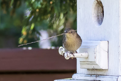 House Wren