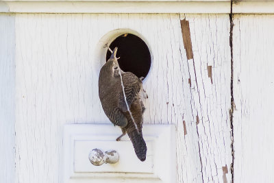 House Wren