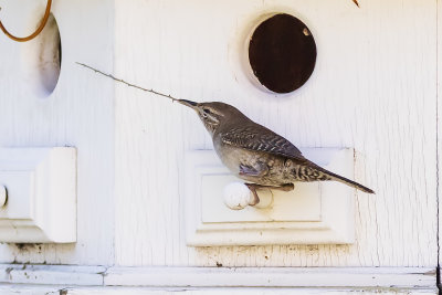 House Wren