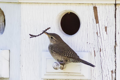 House Wren