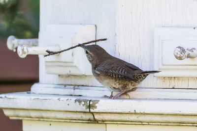 House Wren