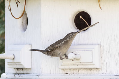 House Wren