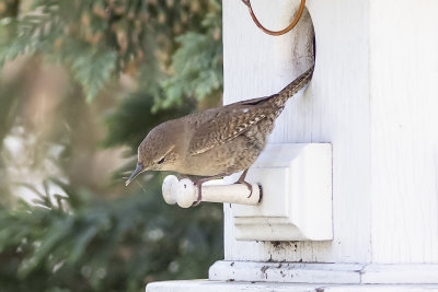 House Wren