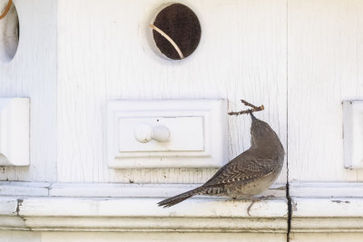 House Wren