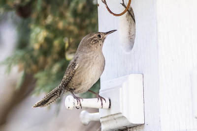 House Wren