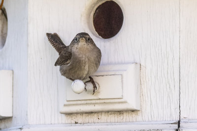 House Wren