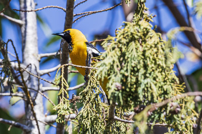 Hooded Oriole - male