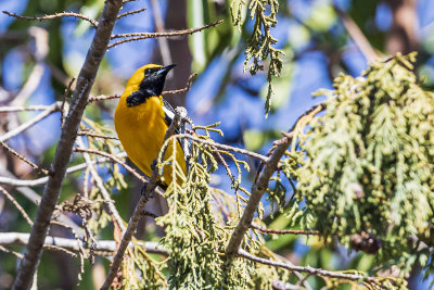 Hooded Oriole - male