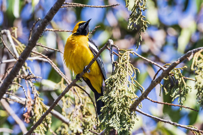 Hooded Oriole - male