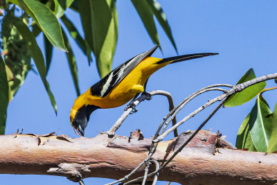 Hooded Oriole - male