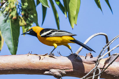 Hooded Oriole - male