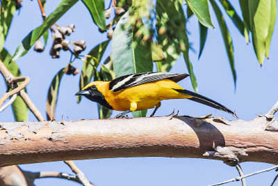 Hooded Oriole - male