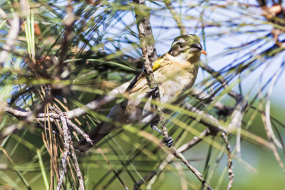 Black-headed Grobeak