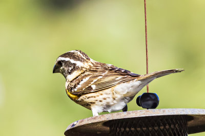 Black-headed Grobeak