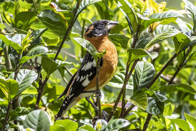 Black-headed Grosbeak