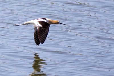 American Avocet