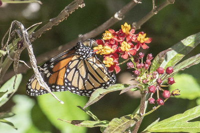 Monarch (Danaus plexippus)