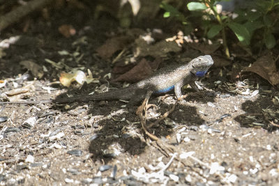 Western Fence Lizard (Sceloporus occidentalis)