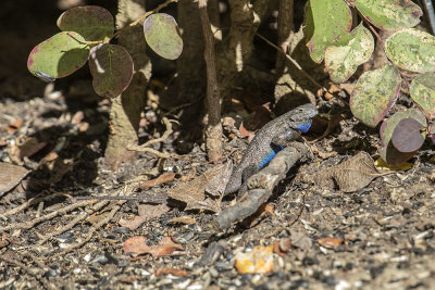 Western Fence Lizard (Sceloporus occidentalis)