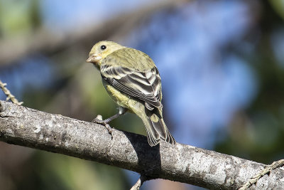 Lesser Goldfinch