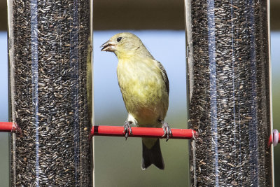 Lesser Goldfinch