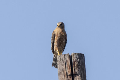 Red-shouldered Hawk