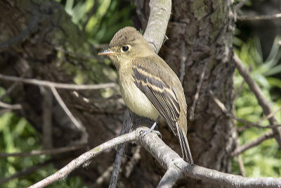 Willow Flycatchers