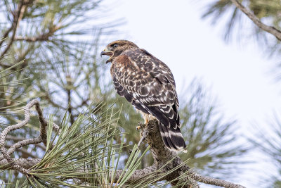 Red Shouldered Hawk