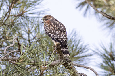 Red Shouldered Hawk