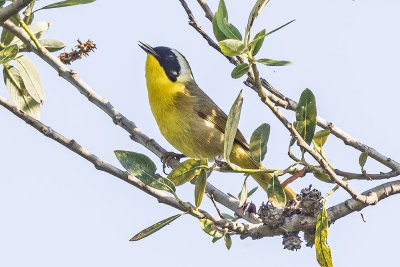 Common Yellow Throat