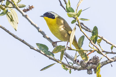 Common Yellow Throat