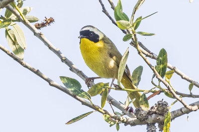 Common Yellow Throat