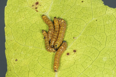 Red-humped Caterpillar (Schizura concinna )