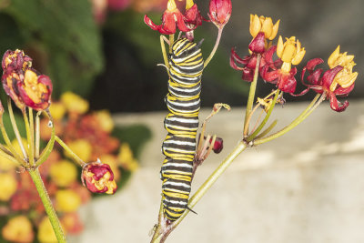 Monarch caterpillar
