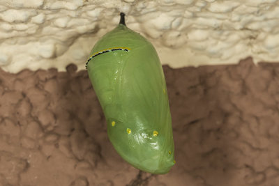 Monarch chrysalis