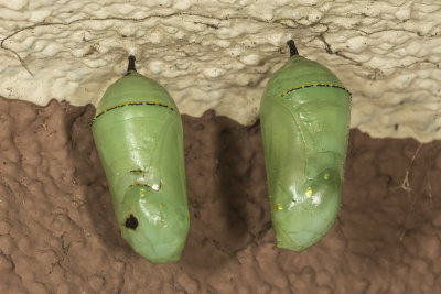 Monarch chrysalis