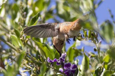 Allen's Hummingbird