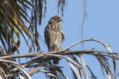 Red-shouldered Hawk
