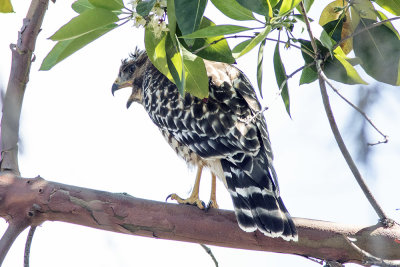 Red-shouldered Hawk