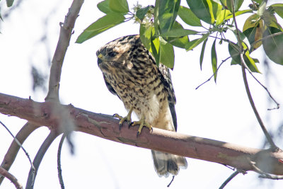 Red-shouldered Hawk