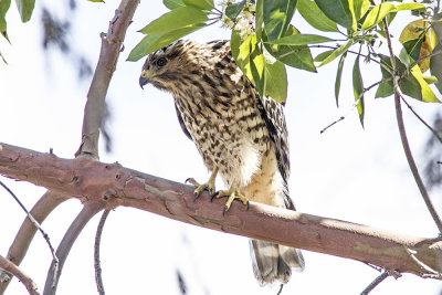 Red-shouldered Hawk