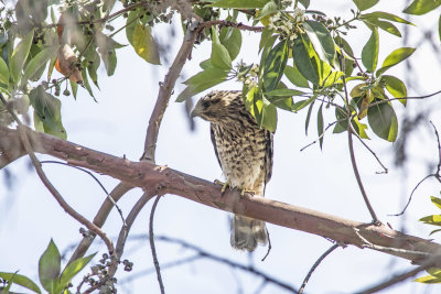 Red-shouldered Hawk