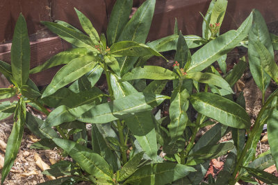 Milkweed, red flowered