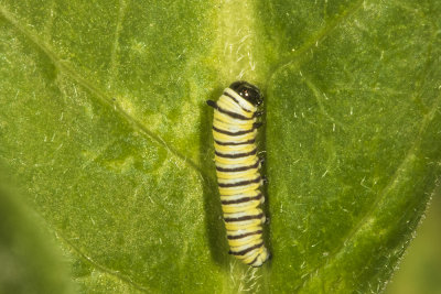 Monarch hatchling caterpillar